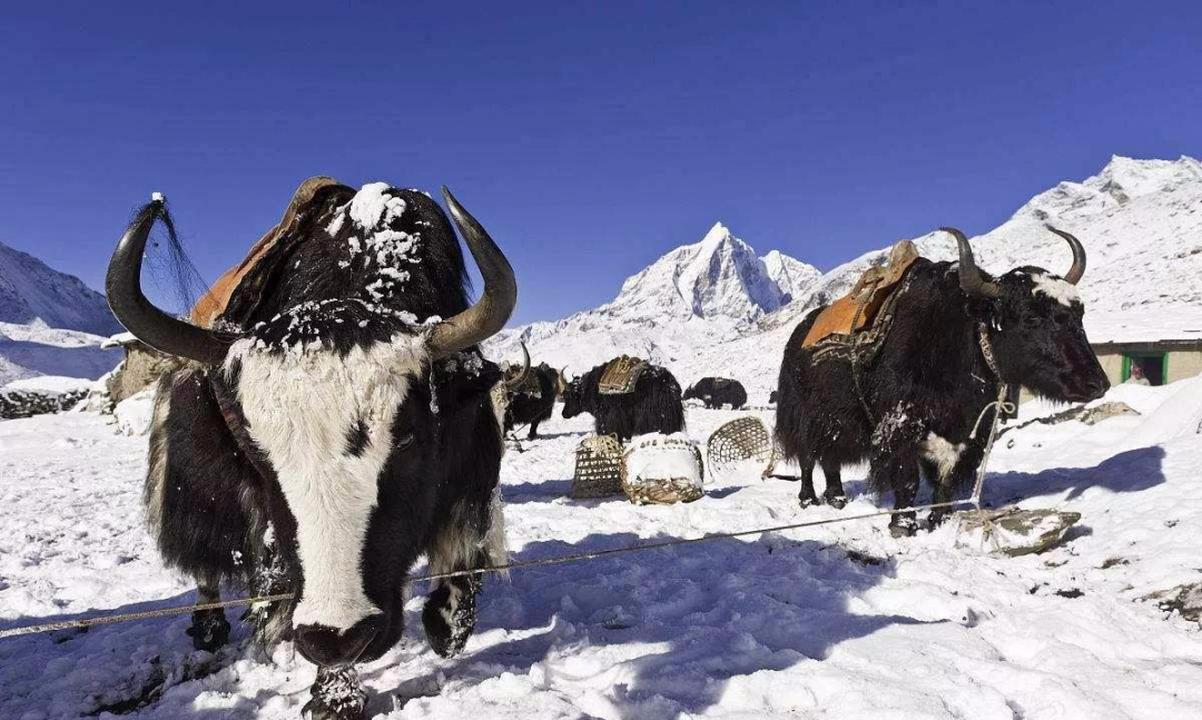 空氣能在高寒地區不好用？歐必特用實力告訴你